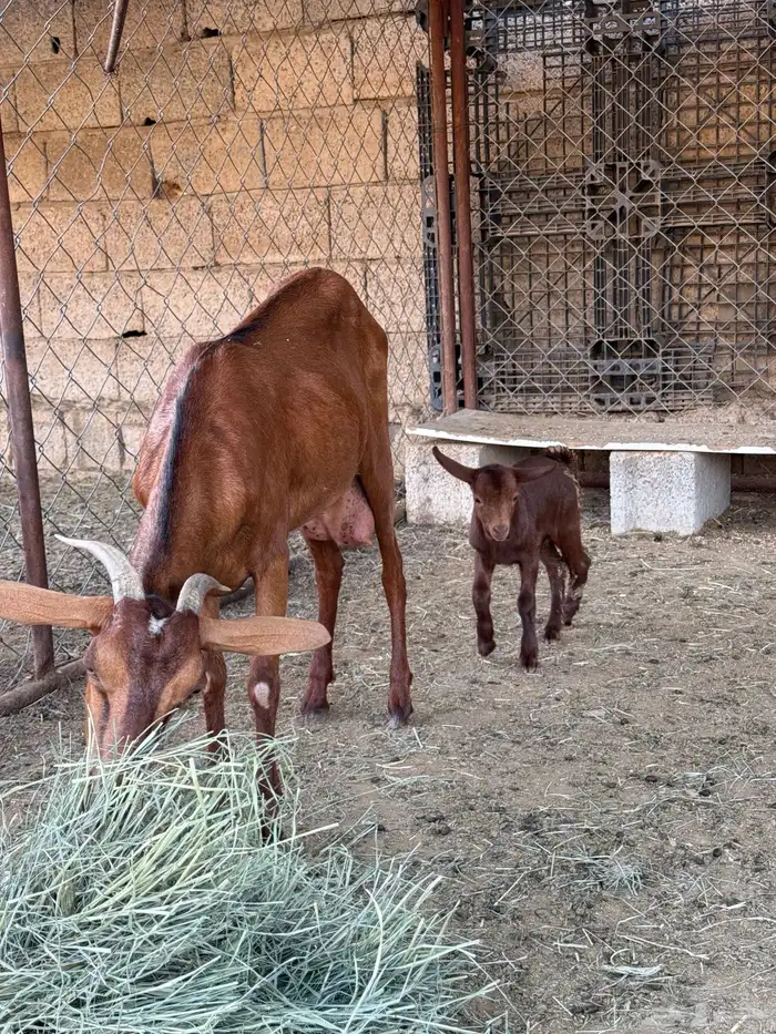 عنز ثنية تحتها تيس 0