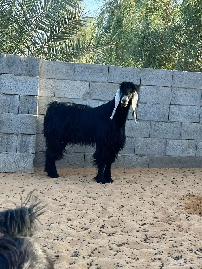 تيس عارضي شرط القريع 2