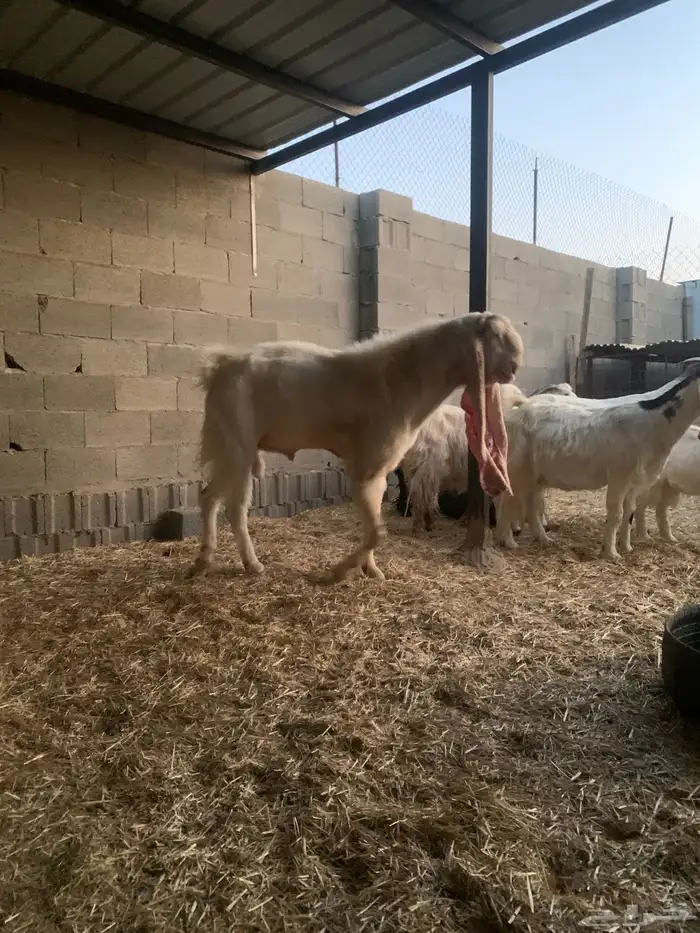 معزا هولنديه مطوره 2