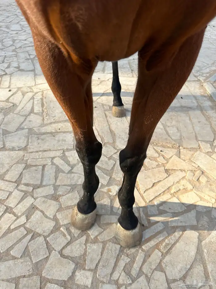 فرس 1