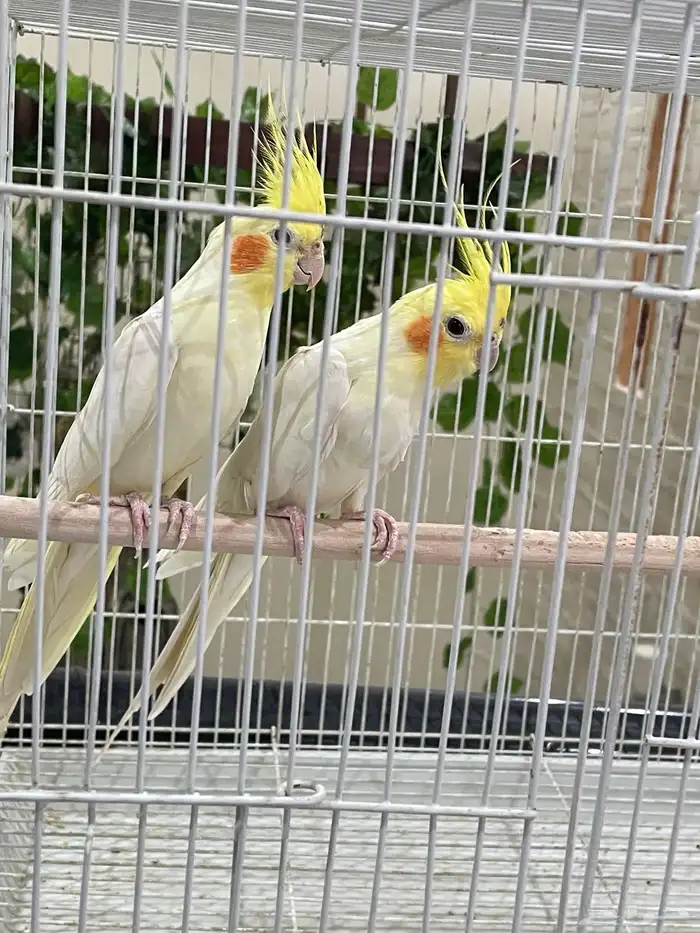 طير واحد فقط بأدواته كاملة 14