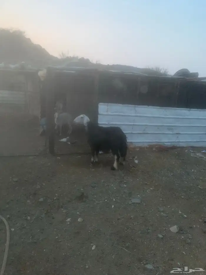 شاة نجديه دافع 1