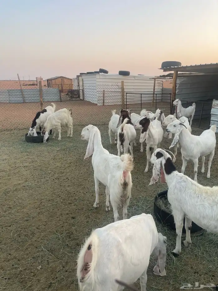 ماعز بيض في رماح 4