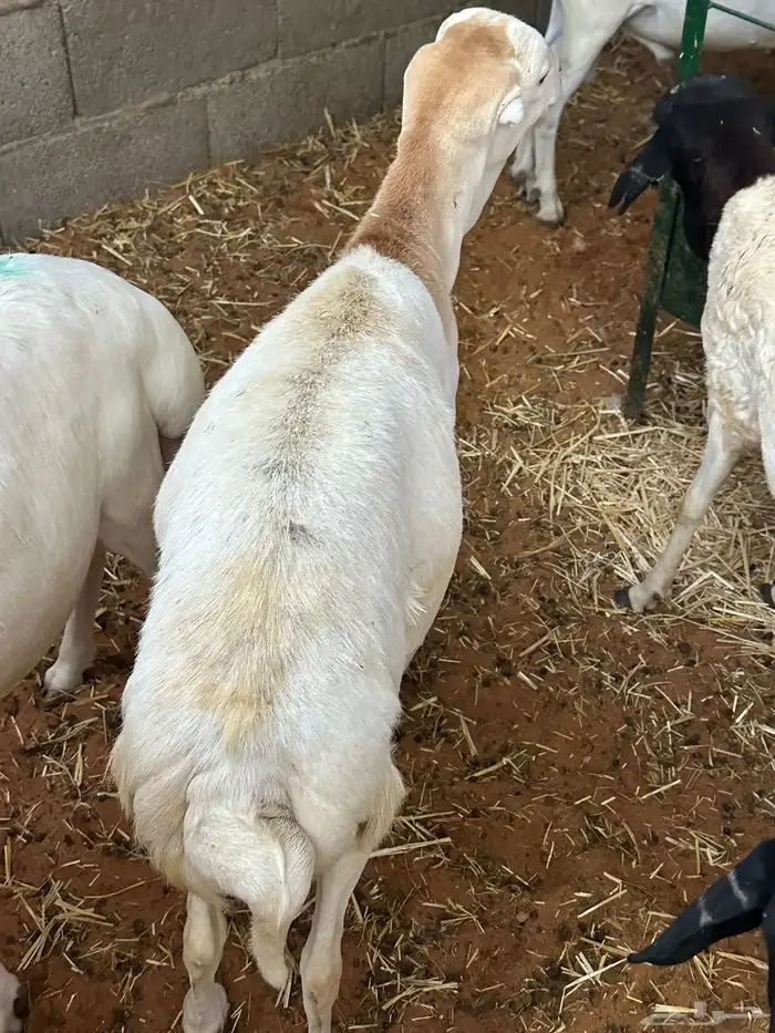 برابر ورفيديات مرابي 69