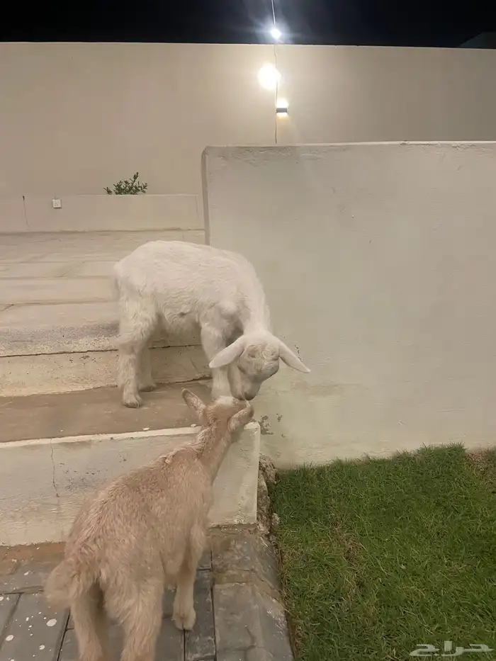 تيس قزم 2