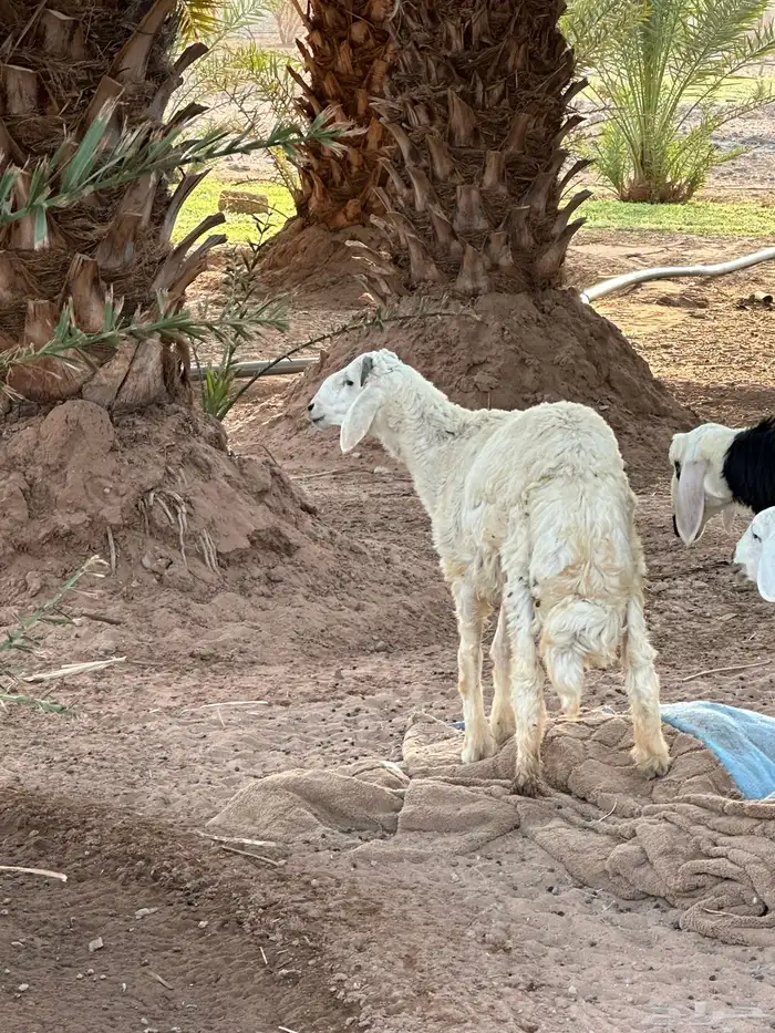 خرفان للبيع العدد 12 1