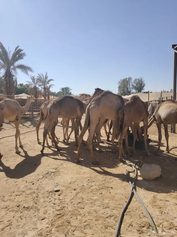 قعدان صومالية مفاريد بأسعار ممتازة 1