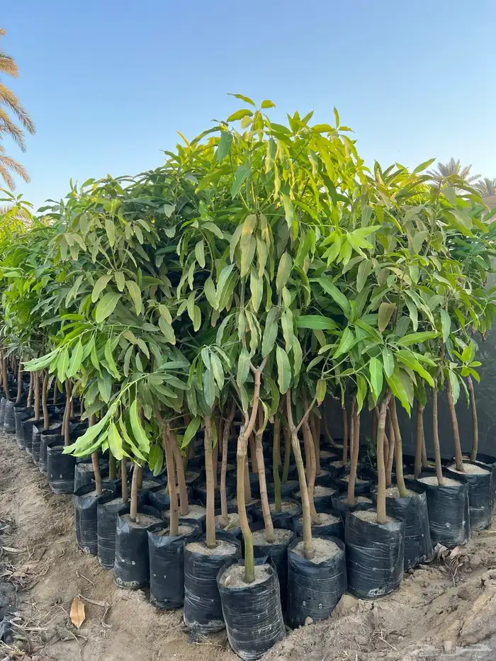 شتلات ونباتات زينه ومثمره 13