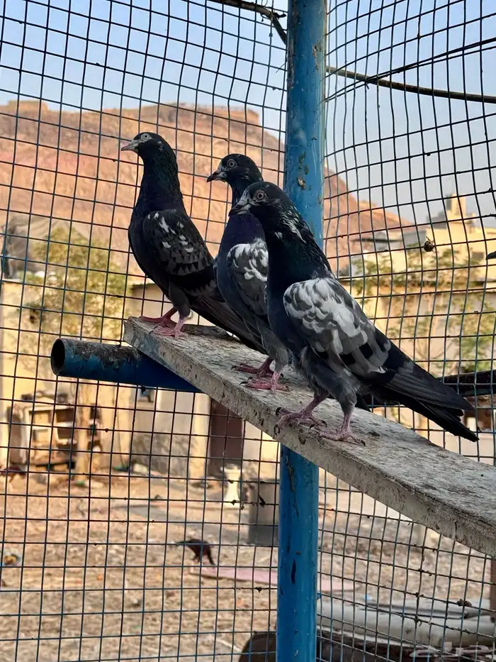اساسات حمام باكستاني شينا 1