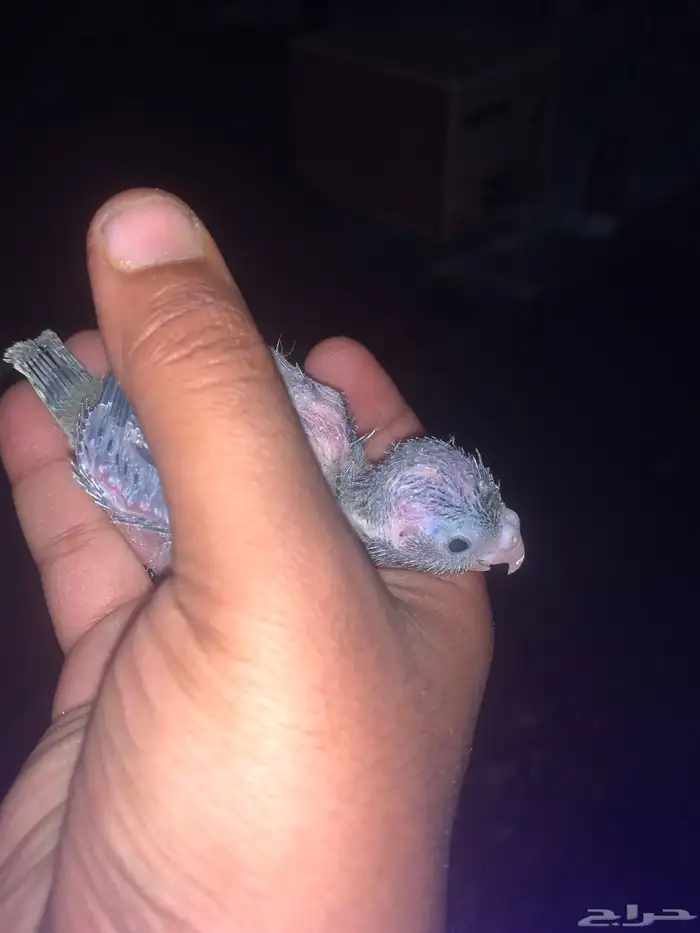 فروخ كروان 2