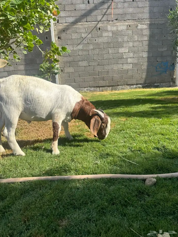 مشروع فحل بورقوت صافي 0