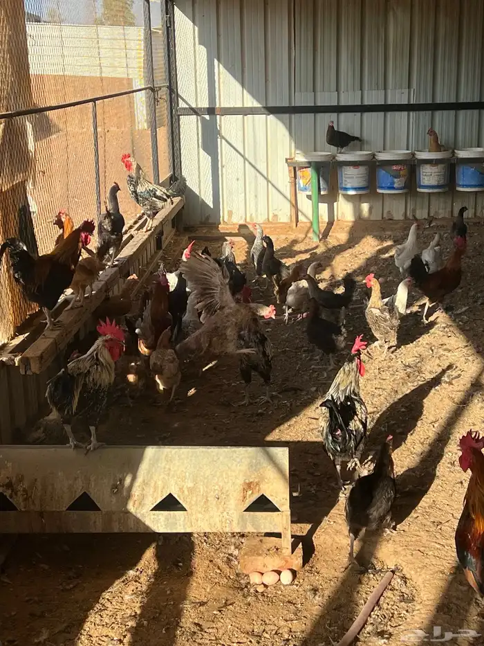 دجاج بياض ( فيومي وبلدي ) 0