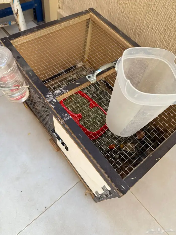 2 ارنب للبيع 0
