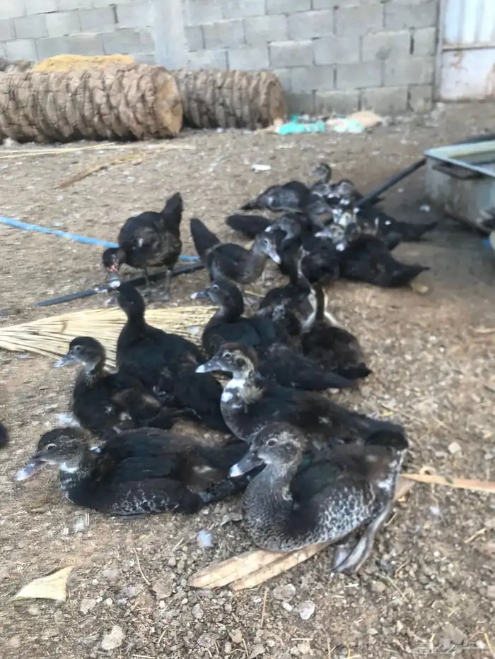 بط سوداني للبيع 2