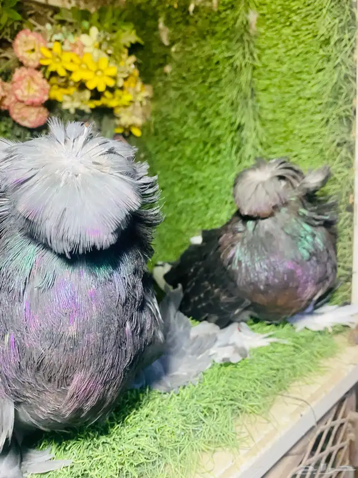 للبيع طبه بخاره اخر 4 ريش 2