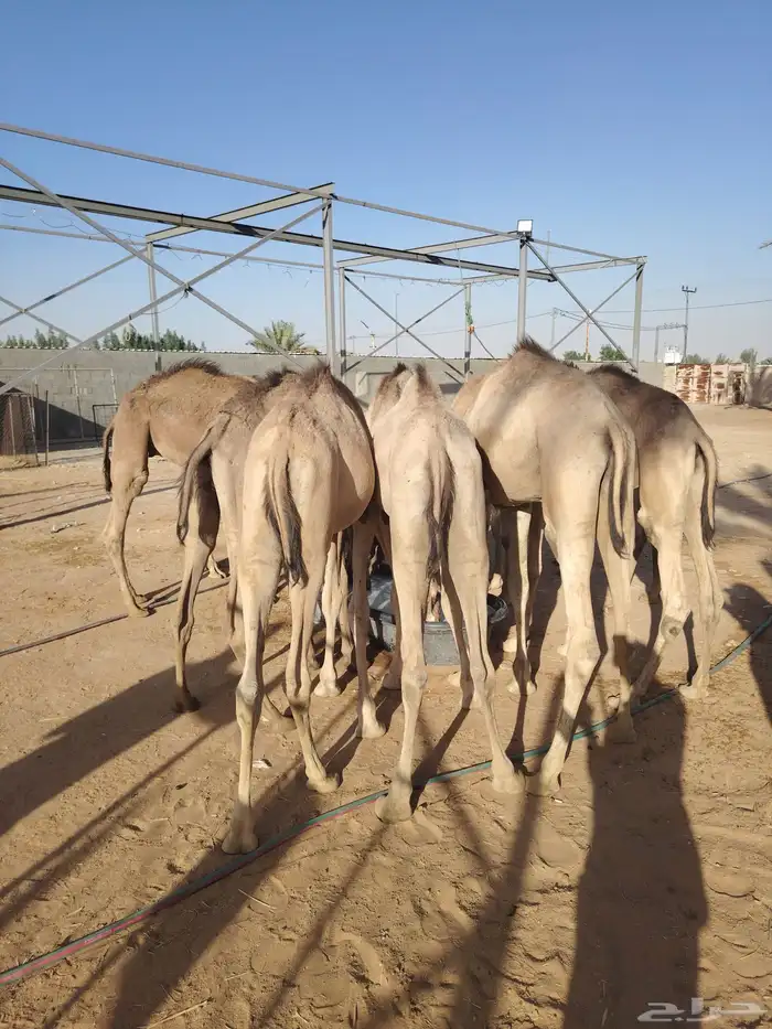 قعدان صومالية مفاريد بأسعار ممتازة 3