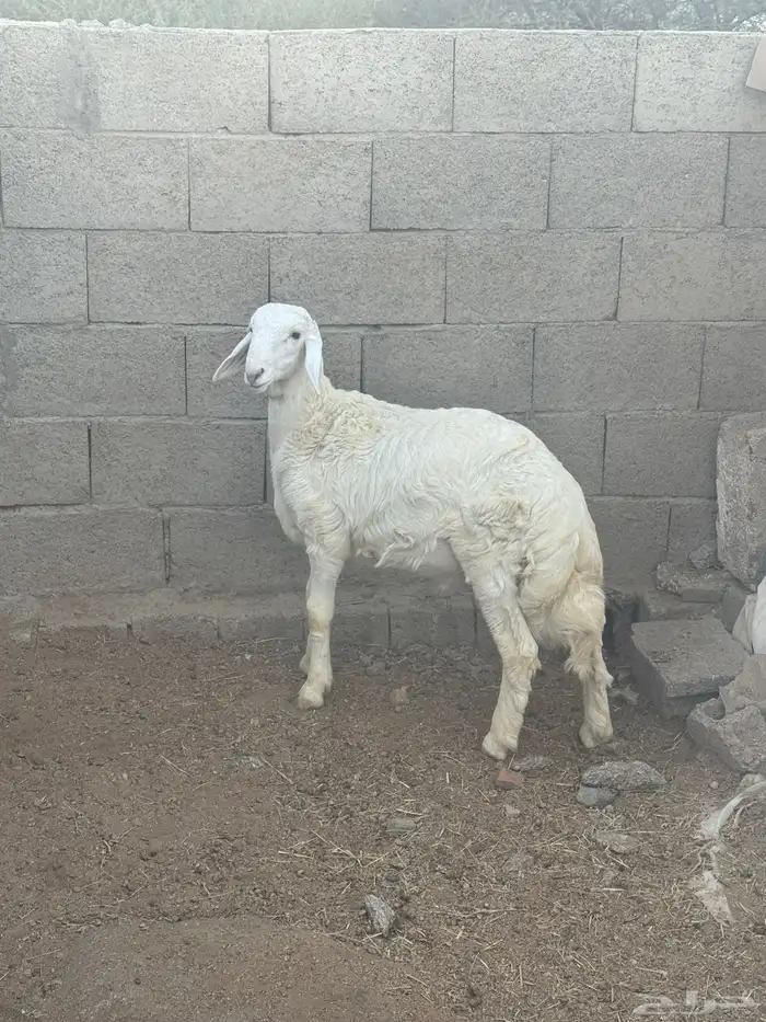 خروف مشروع 1
