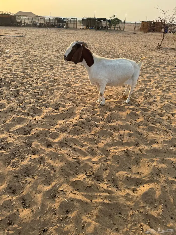 عنز بورقوت دم صافي متبع بجفره عمرها 4 شهور تقريبا 5