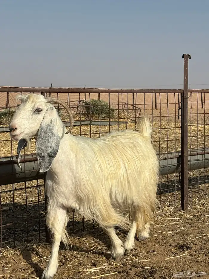 عنز حليب 1