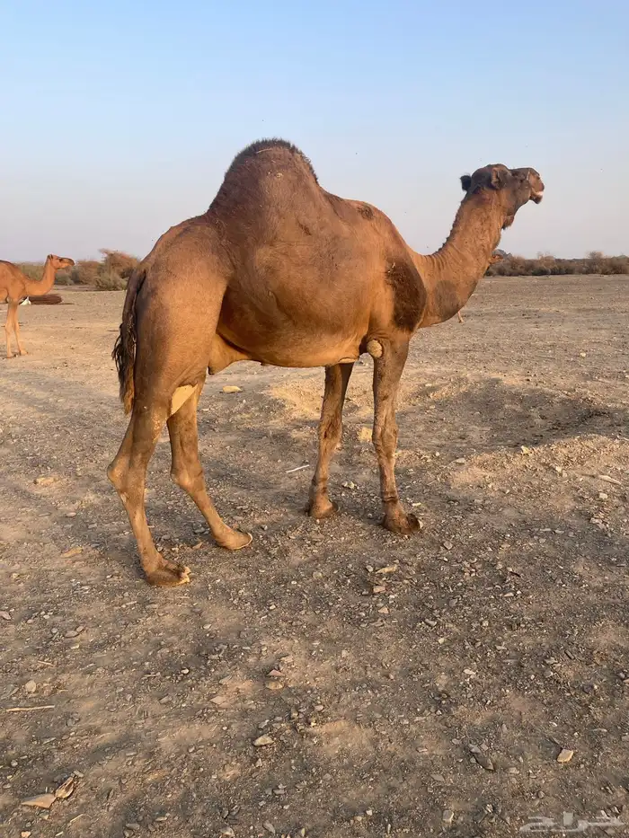 جمل احمر ادهم 4