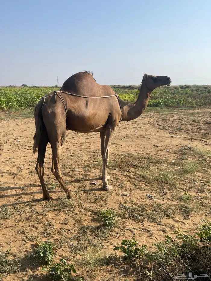 ناقة ساحلية حمراء 2