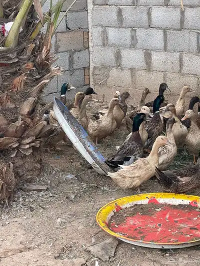 بط مشكل للبيع index