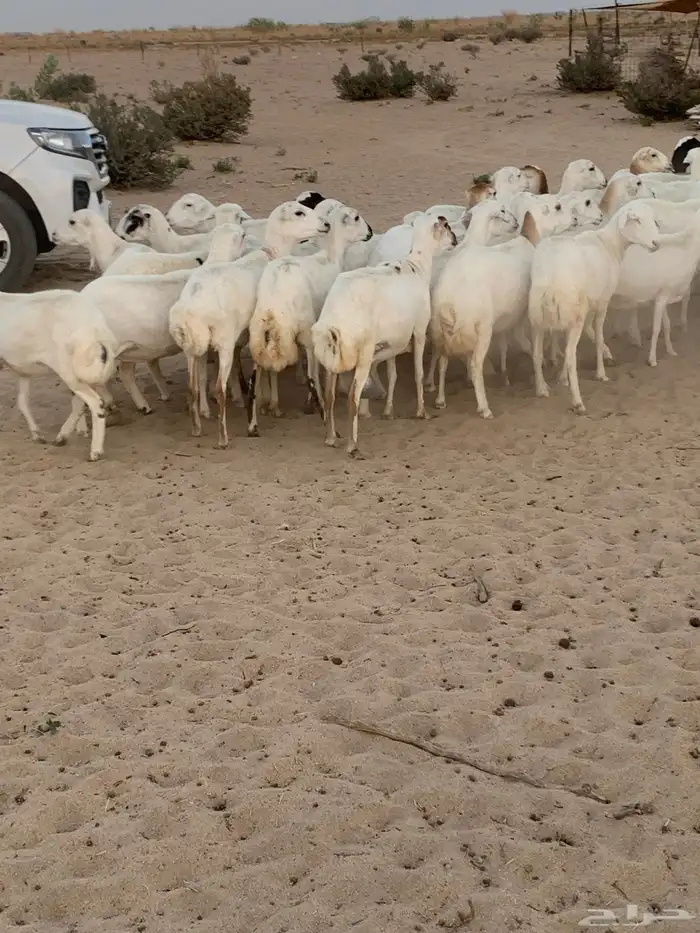 غنم رفيدي مهجن بحري 1