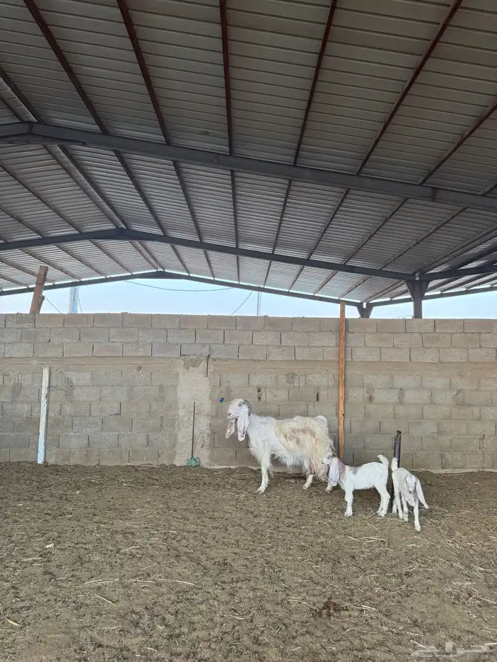 معزا متابيع ومتاومات 2