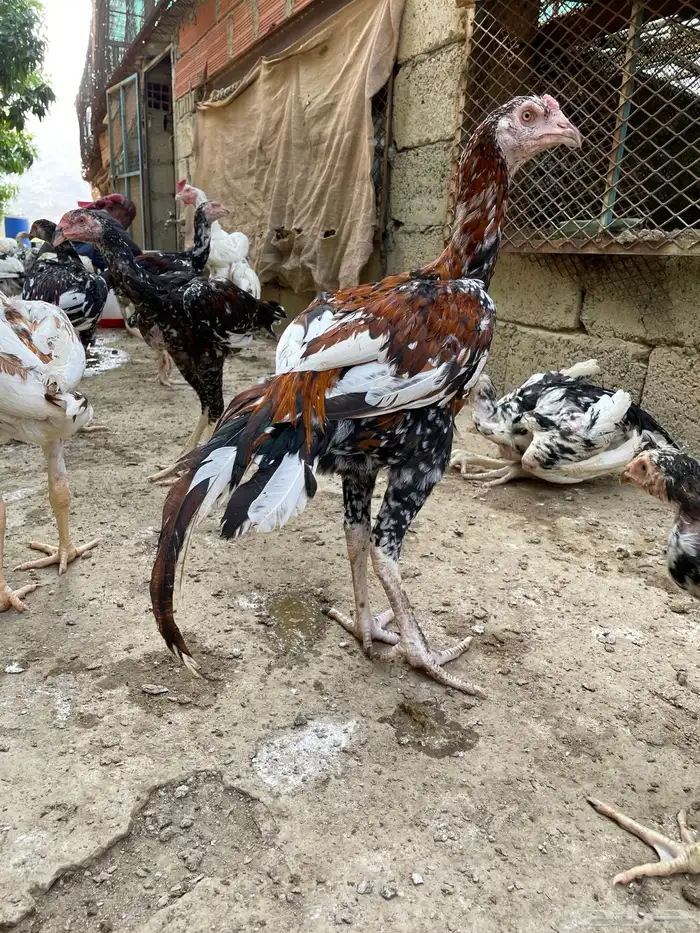 ديك سندي للبيع 0