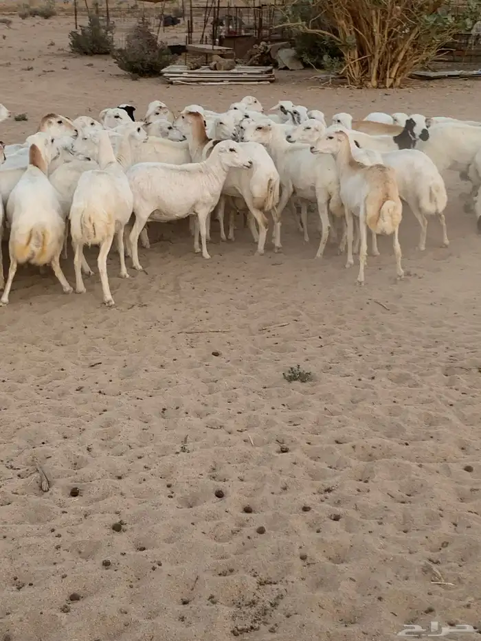 غنم رفيدي مهجن بحري 0