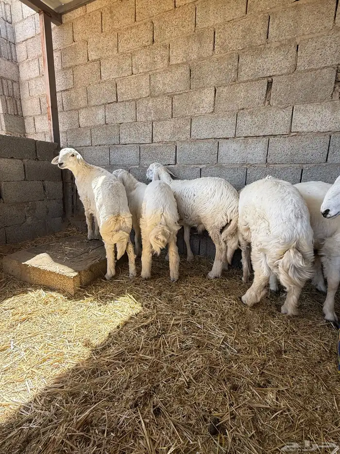 طليان حرية جبر وسط لباني 9