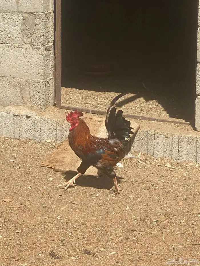 ديك للبيع ديك بلدي 0
