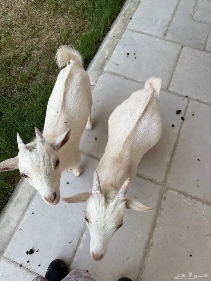 ماعز القزم 1