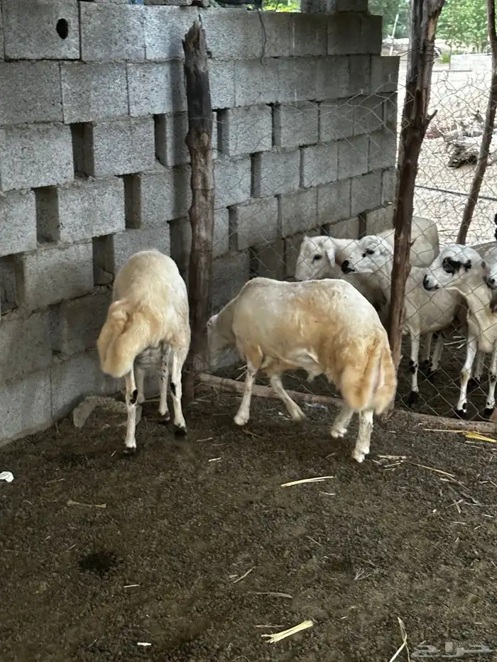 خرفان بلدي 0