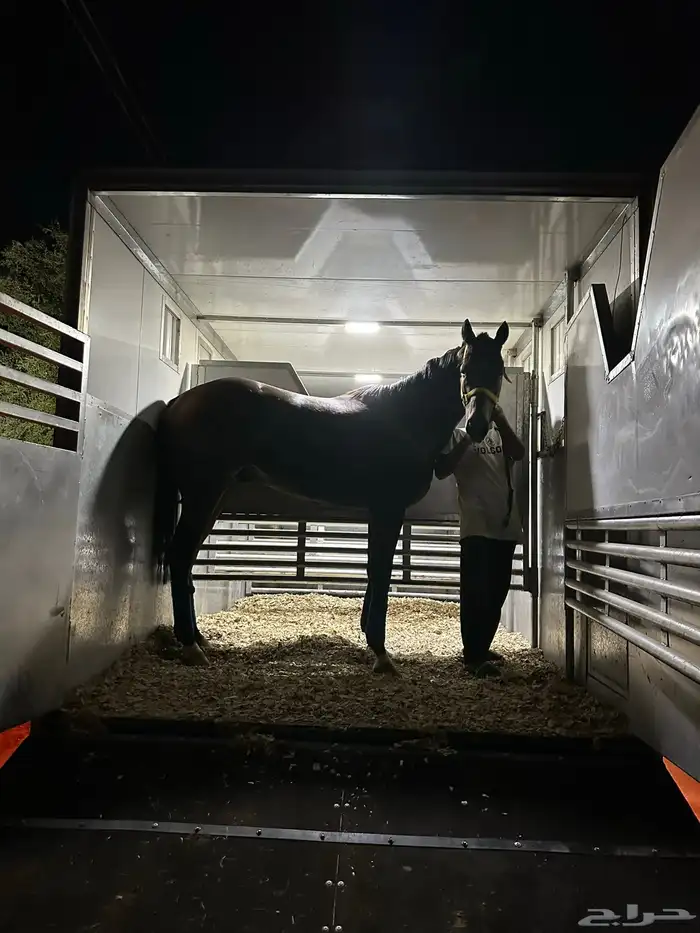 عربة خيل عربه خيل نقل خيل دينا خيل دينا نقل خيل 6 رووس 3