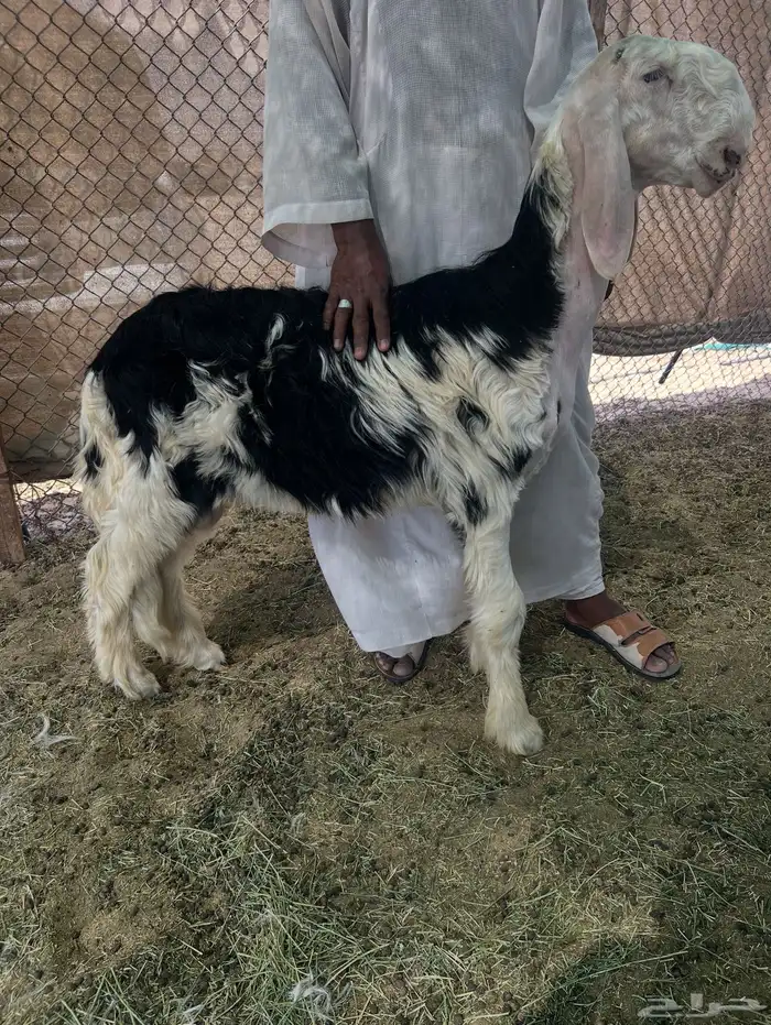 مشروع فحل نجد 0
