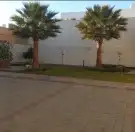 نخل واشنطني واشنطوانيا زينه للبيع 2