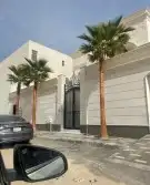 نخل واشنطني واشنطوانيا زينه للبيع 3