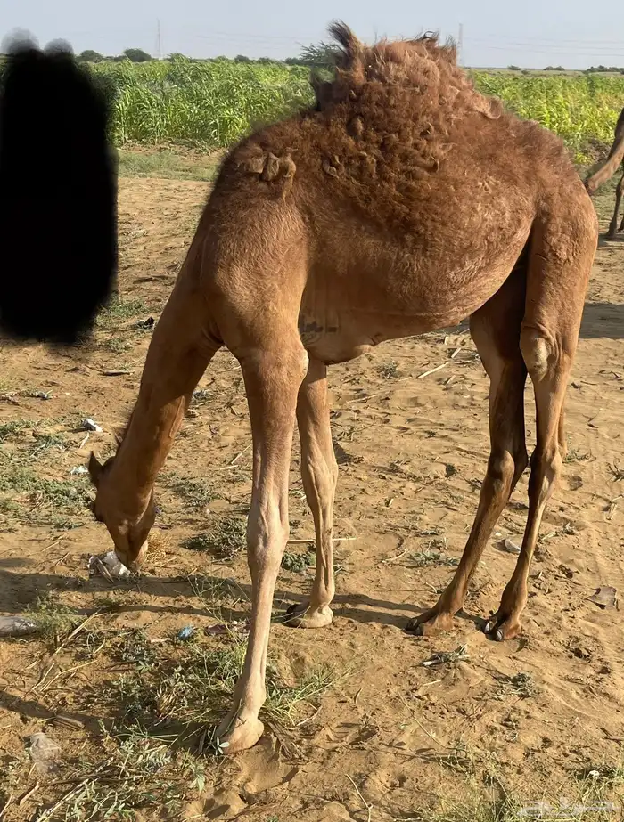 ناقة ساحلية حمراء 6