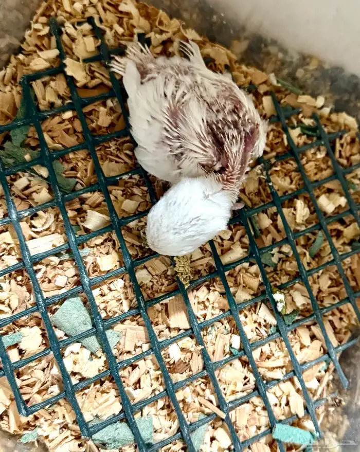 فرخ   روز البينو 0