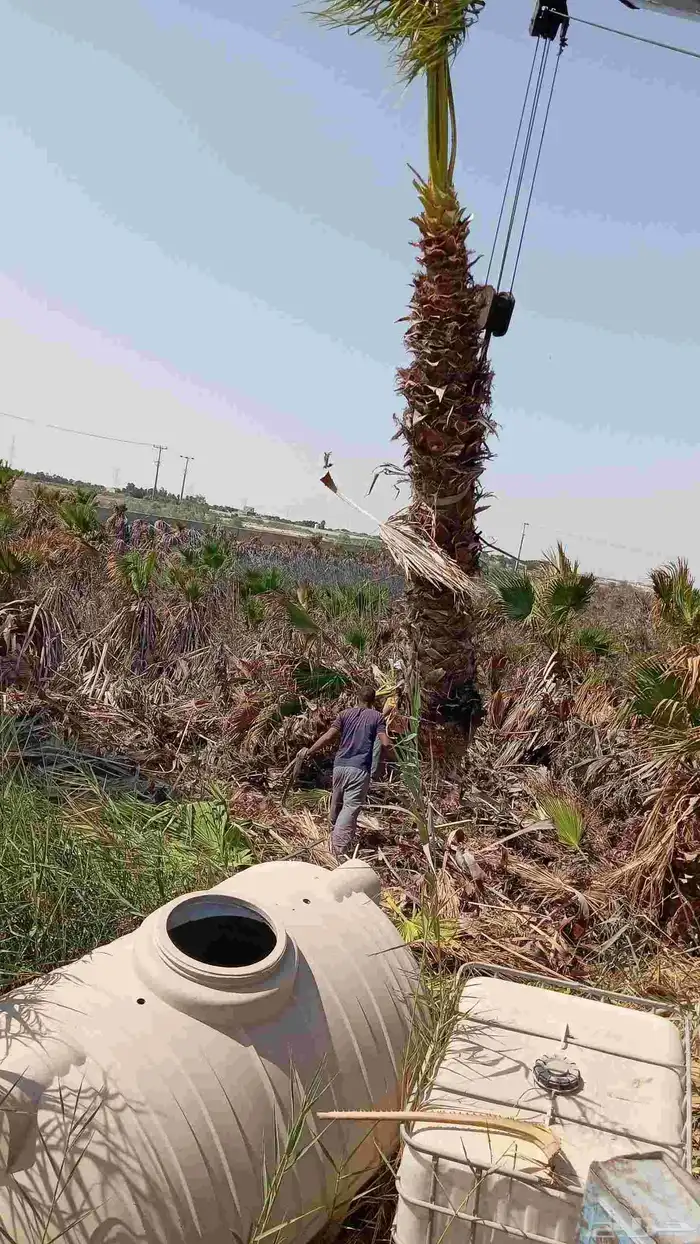 ابوياسين لبيع جميع انواع النخيل البلدي والواشنطن والفسيل 1