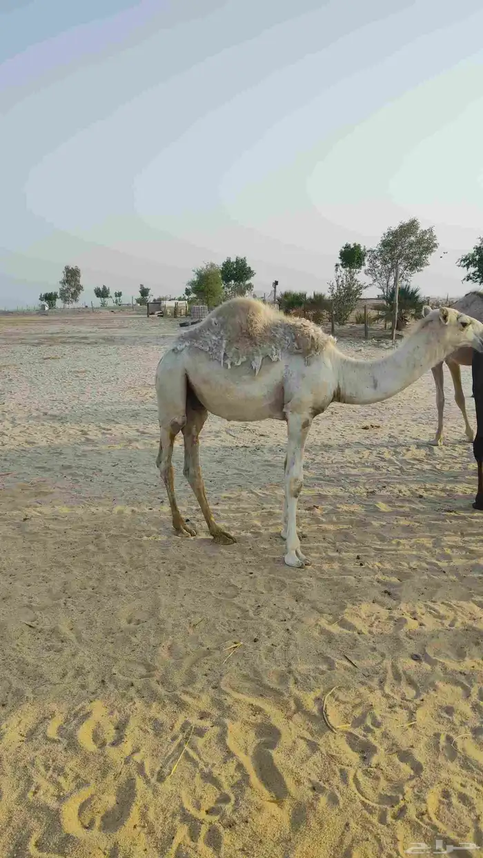 قعود قصب 0