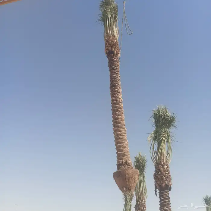 يوجد لادينا نخل عربي جميع لامقاسات ولانواع 0