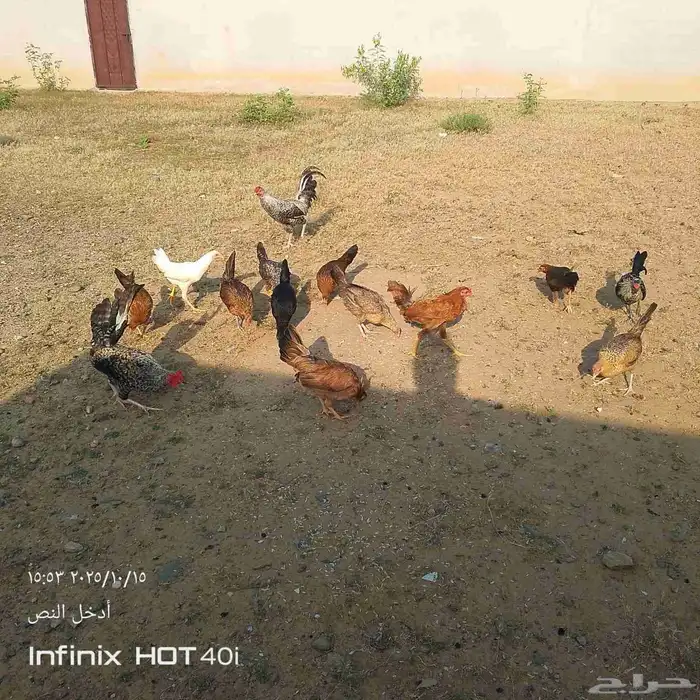 دجاج بلدي 5