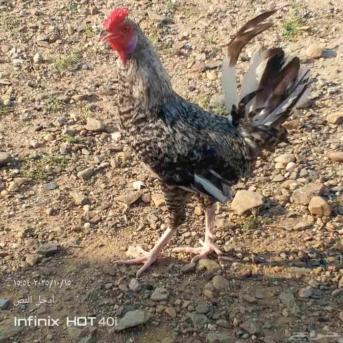 دجاج بلدي 2