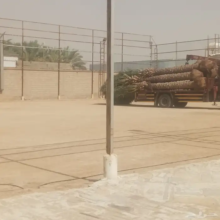 يوجد لادينا نخل عربي جميع لامقاسات ولانواع 5