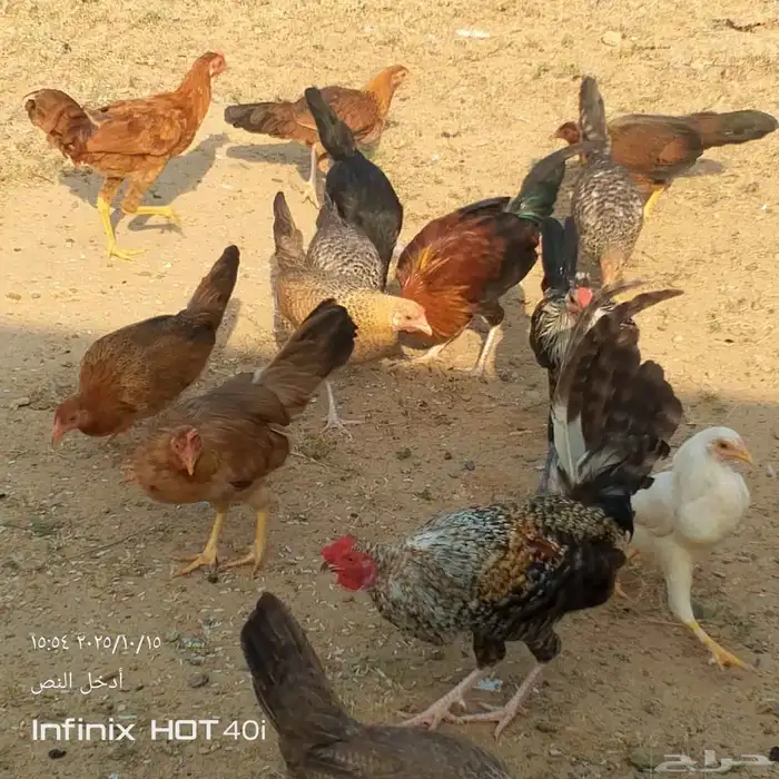 دجاج بلدي 4
