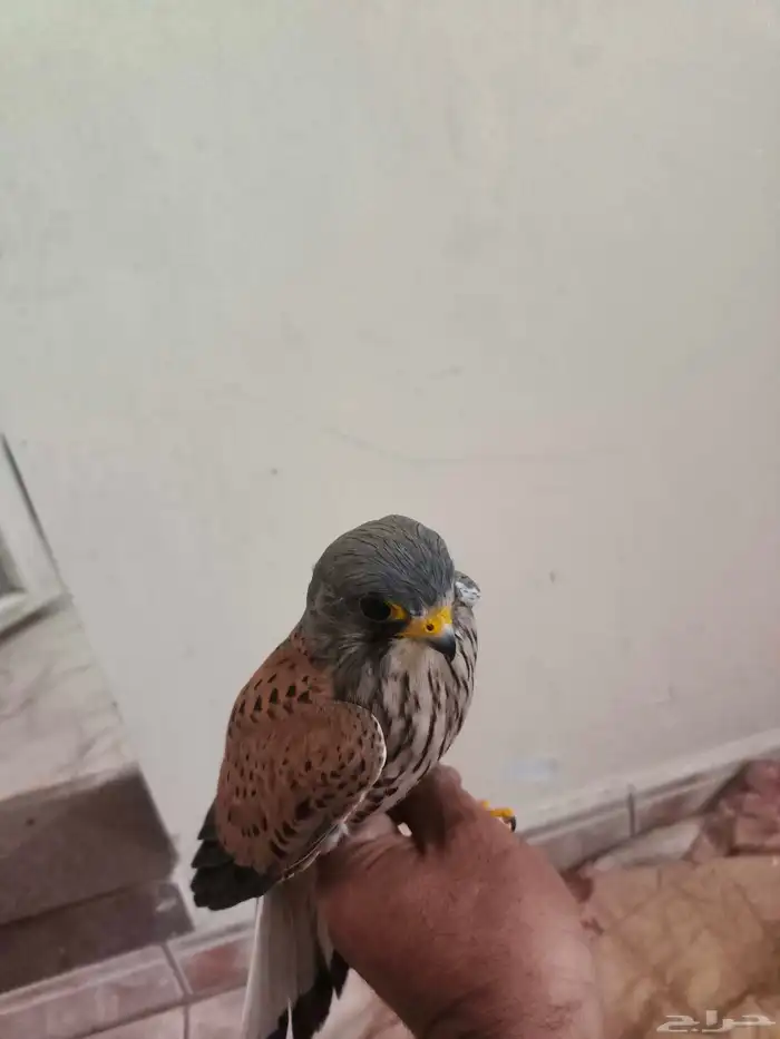 شبوط او باشق 8