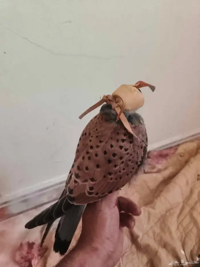 شبوط او باشق 9