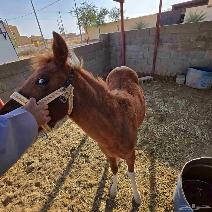 للبيع فرس بوني وبنتها للبيع معها 9